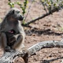 Kruger 020-1 copia
